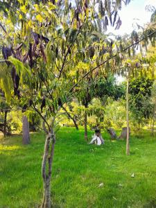 Φωτογραφία από το άλμπουμ του Podocarpus cottages σε Naro Moru