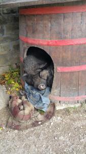 Ảnh trong thư viện ảnh của San Mauro ở Momjan +76 ảnh