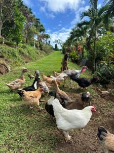 Άλλα ζώα σε αυτό το κάμπινγκ ή στη γύρω περιοχή