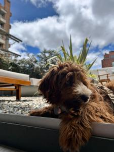 Κατοικίδιο ή κατοικίδια επισκεπτών που μένουν στο Hotel CityFlats