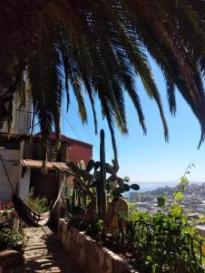 瓦尔帕莱索Habitación en casa palmera Valparaiso的一棵棕榈树旁边有一栋房子，可以欣赏美景