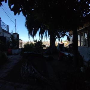 瓦尔帕莱索Habitación en casa palmera Valparaiso的一条绿树成荫的街道，树荫下有一棵树