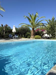 a swimming pool with a palm tree in the background at Villa Athina in Pangalochori