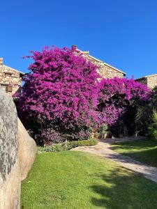 a tree with purple flowers in a yard at Amazing view apartment in Porto Rotondo
