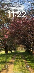 une image d'un champ avec des arbres et des chiffres dans l'établissement 民宿とまとハウスTomato House, à Funehiki 78 autres photos