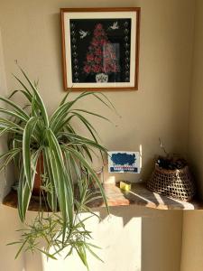 une plante posée sur une étagère avec une image dans l'établissement 民宿とまとハウスTomato House, à Funehiki