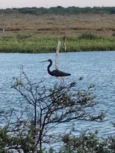 Un pájaro posado en lo alto de un árbol en el agua. en Mayapo Liwa 1, en Manaure