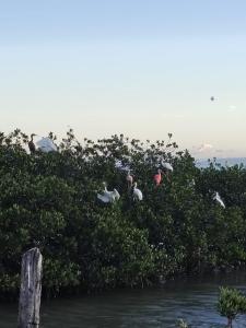 Un grupo de pájaros en un arbusto junto al agua. en Mayapo Liwa 1, en Manaure