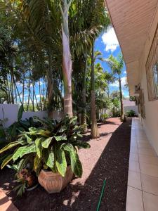 uma passagem ao lado de um edifício com palmeiras em Casa Aconchego Fóz em Foz do Iguaçu mais 39 fotografias