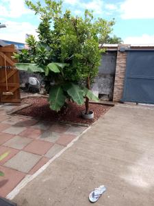 un pequeño árbol en un patio al lado de una casa en Ti case Les Girofles, en Saint-Benoît