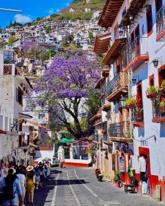 Eine Straße in Positano mit einem Baum mit lila Blüten in der Unterkunft Hotel Las Palomitas in Taxco de Alarcón