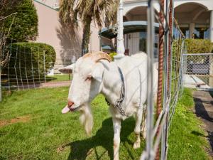 Una cabra blanca está atada a una valla en Hotel Lorelei, en Sasebo