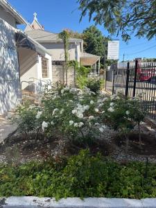 a garden with white flowers in front of a house at Cozy and Comfy in Graaff-Reinet