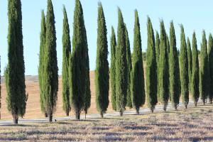 A garden outside La Terrazza sulla Val d'Orcia