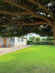 a large yard with a house and a large tree at Ankyease Aclove in Kotrope