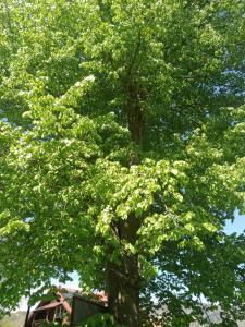 a large green tree with white flowers on it at Przy Szlaku in Cisna +4 photos