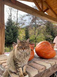 Fotografie z fotogalerie ubytování Capris Rustic Ηouse with Mountain View v destinaci Archaia Feneos