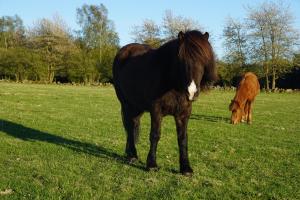 Άλλα ζώα σε αυτό το bed & breakfast ή στη γύρω περιοχή +2 φωτογραφίες