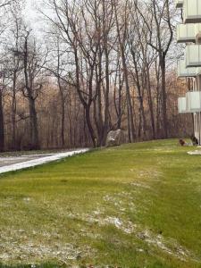 een grasveld naast een gebouw en bomen bij Park & Town Apartment in Drawsko Pomorskie