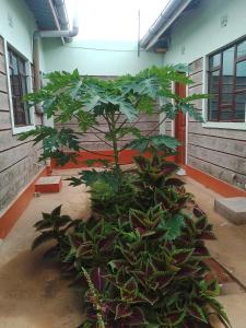 Billede fra billedgalleriet på Kijani Resort i Kibwezi