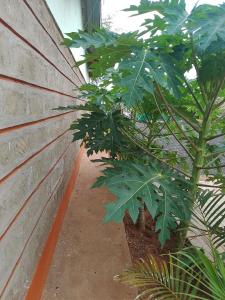 Billede fra billedgalleriet på Kijani Resort i Kibwezi