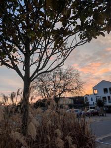 滨海布雷蒂尼奥勒Maison de bourg cosy et fonctionnelle proche mer的夕阳西下，一棵树矗立在长满高草的田野里。