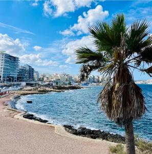 una palmera en una playa con edificios en el fondo en Qawra Seaside Birch Leaf, en St Paul's Bay
