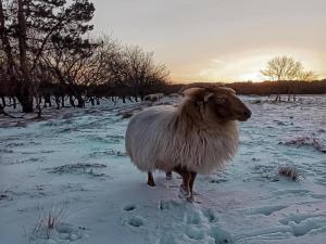 Άλλα ζώα σε αυτό το διαμέρισμα ή στη γύρω περιοχή