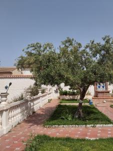 Κήπος έξω από το VillaFilomena +12 φωτογραφίες