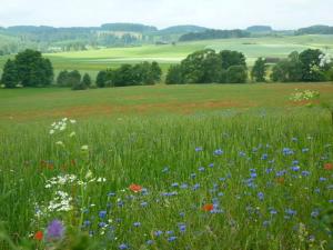 Imagen de la galería de Ferienwohnung Lisa, en Medebach