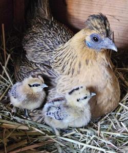 Άλλα ζώα σε αυτό το bed & breakfast ή στη γύρω περιοχή