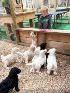 Majutusasutuse Sheepy Lodge by SkyBears Holidays - Puppy Lounge, Arcades, Games room külastajatega peatuv lemmikloom või lemmikloomad