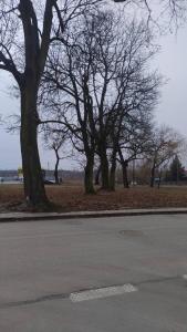 una calle vacía con árboles en un parque en apartament, en Tomaszów Mazowiecki
