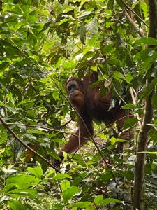 Fotografie z fotogalerie ubytování Sumatra Orangutan Discovery Villa, Ethical Trekking and Tours v destinaci Bukit Lawang