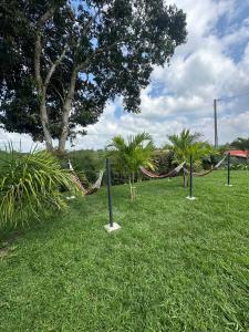 金巴亚Eco Hotel La Colina Mirador Con aire acondicionado的棕榈树公园和草地上的吊床