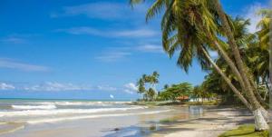 イリェウスにあるAP aconchego de Ilhéusのヤシの木と海のあるビーチ