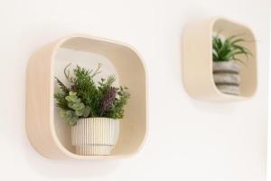 two plants in a white vase on a wall at Studio le Goya - Cosy & Lumineux in Thionville +1 photo