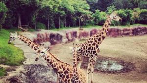 Động vật gần/tại nhà nghỉ dưỡng