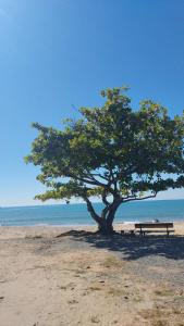 a bench under a tree on the beach at HosteldaRo in Penha