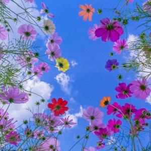 a group of flowers against a blue sky at HosteldaRo in Penha +2 photos