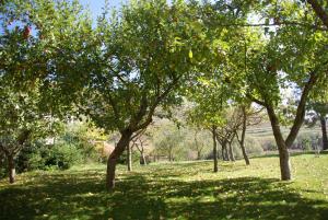 un gruppo di alberi in un campo con erba di CosyHouse-Kupres a Kupres Altre 12 foto