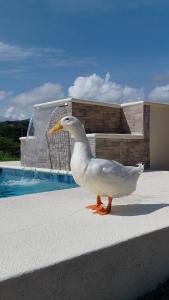 Sansalo的一只鸭子站在喷泉旁的台阶上。