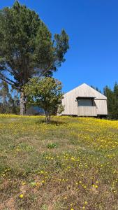 eine Scheune mitten auf einem Feld mit einem Baum in der Unterkunft Alojamiento y Desayuno Privado De lujo C2 in El Cerrillo