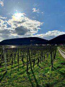 un campo di viti con il sole sullo sfondo di Domaine Wagenbourg à Soultzmatt a Soultzmatt Altre 11 foto