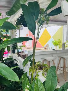 una habitación llena de muchas plantas en Hotel Por Que No?, en Uvita 20 fotos más