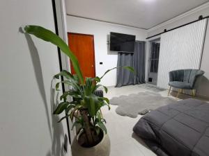 a bedroom with a plant in a vase next to a bed at suites vergel planta alta in Orizaba
