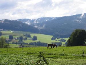 two horses grazing in a field of green grass at 4 Michael Weiß Comfortable holiday residence in Reinhartsmais +13 photos
