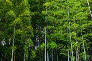 Phong cảnh thiên nhiên gần căn hộ