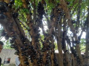 Un mucchio di more appese ad un albero di Cantinho Descanvida Temporada a Água Boa