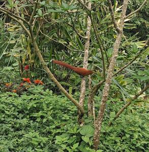 Κήπος έξω από το tukamping